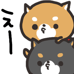 Daily life of the Japanese Shiba inu 2