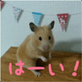 Momo of hamster sticker #14982984