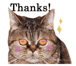 Exoticshorthair Sticker "ugly but cute" sticker #14988423