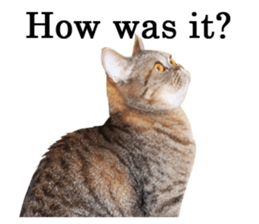 Exoticshorthair Sticker "ugly but cute" sticker #14988425