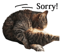 Exoticshorthair Sticker "ugly but cute" sticker #14988428