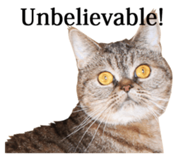 Exoticshorthair Sticker "ugly but cute" sticker #14988429