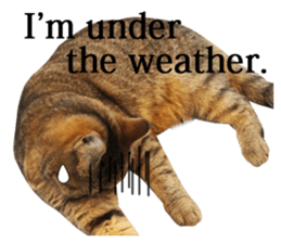 Exoticshorthair Sticker "ugly but cute" sticker #14988431