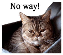 Exoticshorthair Sticker "ugly but cute" sticker #14988432