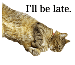 Exoticshorthair Sticker "ugly but cute" sticker #14988449