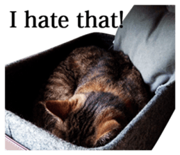 Exoticshorthair Sticker "ugly but cute" sticker #14988452