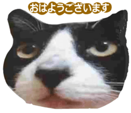 sticker japan cat&gin Photo version 8 sticker #14989363