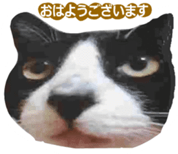 sticker japan cat&gin Photo version 8 sticker #14989363