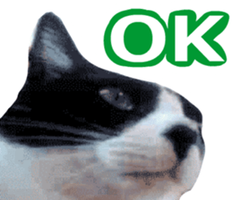 sticker japan cat&gin Photo version 8 sticker #14989367