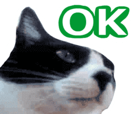 sticker japan cat&gin Photo version 8 sticker #14989367