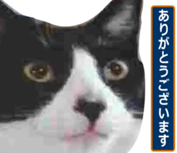 sticker japan cat&gin Photo version 8 sticker #14989368