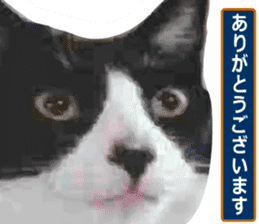 sticker japan cat&gin Photo version 8 sticker #14989368