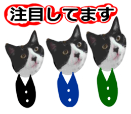 sticker japan cat&gin Photo version 8 sticker #14989378