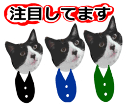sticker japan cat&gin Photo version 8 sticker #14989378