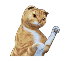 Moving Scottish Fold Cat 2 sticker #14991398