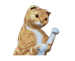 Moving Scottish Fold Cat 2 sticker #14991399