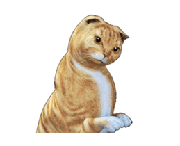 Moving Scottish Fold Cat 2 sticker #14991400