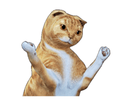 Moving Scottish Fold Cat 2 sticker #14991401