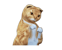 Moving Scottish Fold Cat 2 sticker #14991402