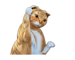 Moving Scottish Fold Cat 2 sticker #14991403