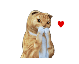 Moving Scottish Fold Cat 2 sticker #14991404