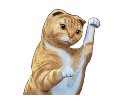 Moving Scottish Fold Cat 2 sticker #14991405