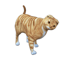 Moving Scottish Fold Cat 2 sticker #14991406