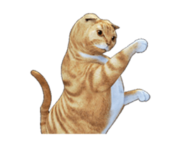 Moving Scottish Fold Cat 2 sticker #14991407