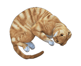 Moving Scottish Fold Cat 2 sticker #14991408