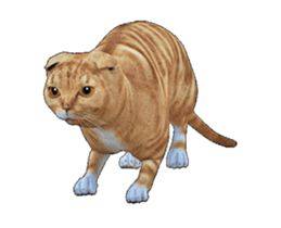 Moving Scottish Fold Cat 2 sticker #14991409