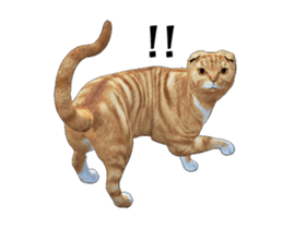 Moving Scottish Fold Cat 2 sticker #14991410