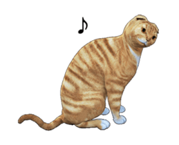 Moving Scottish Fold Cat 2 sticker #14991411