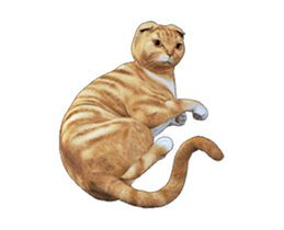 Moving Scottish Fold Cat 2 sticker #14991412