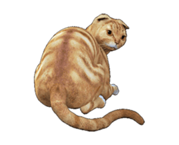 Moving Scottish Fold Cat 2 sticker #14991413