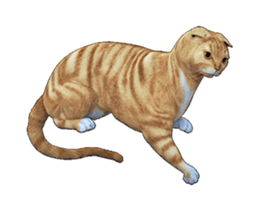 Moving Scottish Fold Cat 2 sticker #14991414