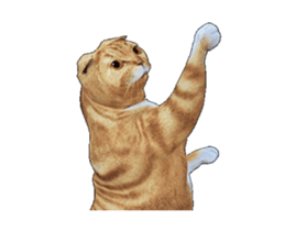 Moving Scottish Fold Cat 2 sticker #14991415