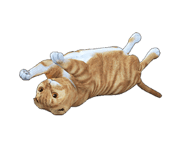 Moving Scottish Fold Cat 2 By Yi Sticker 14991417