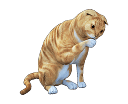 Moving Scottish Fold Cat 2 sticker #14991418