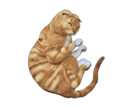 Moving Scottish Fold Cat 2 sticker #14991419