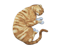 Moving Scottish Fold Cat 2 sticker #14991420