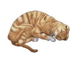 Moving Scottish Fold Cat 2 sticker #14991421