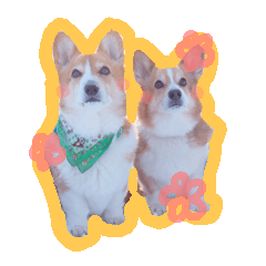 Japanese kawaii Dog Corgi