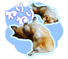 Japanese kawaii Dog Corgi sticker #14994392