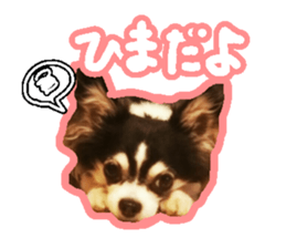 Japanese kawaii Dog Corgi sticker #14994394