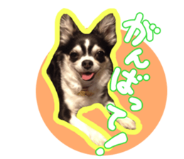 Japanese kawaii Dog Corgi sticker #14994396