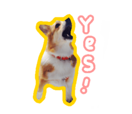 Japanese kawaii Dog Corgi sticker #14994401