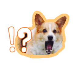 Japanese kawaii Dog Corgi sticker #14994402