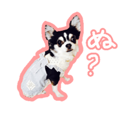 Japanese kawaii Dog Corgi sticker #14994403