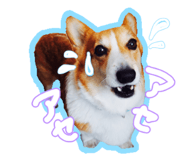Japanese kawaii Dog Corgi sticker #14994405