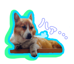 Japanese kawaii Dog Corgi sticker #14994407